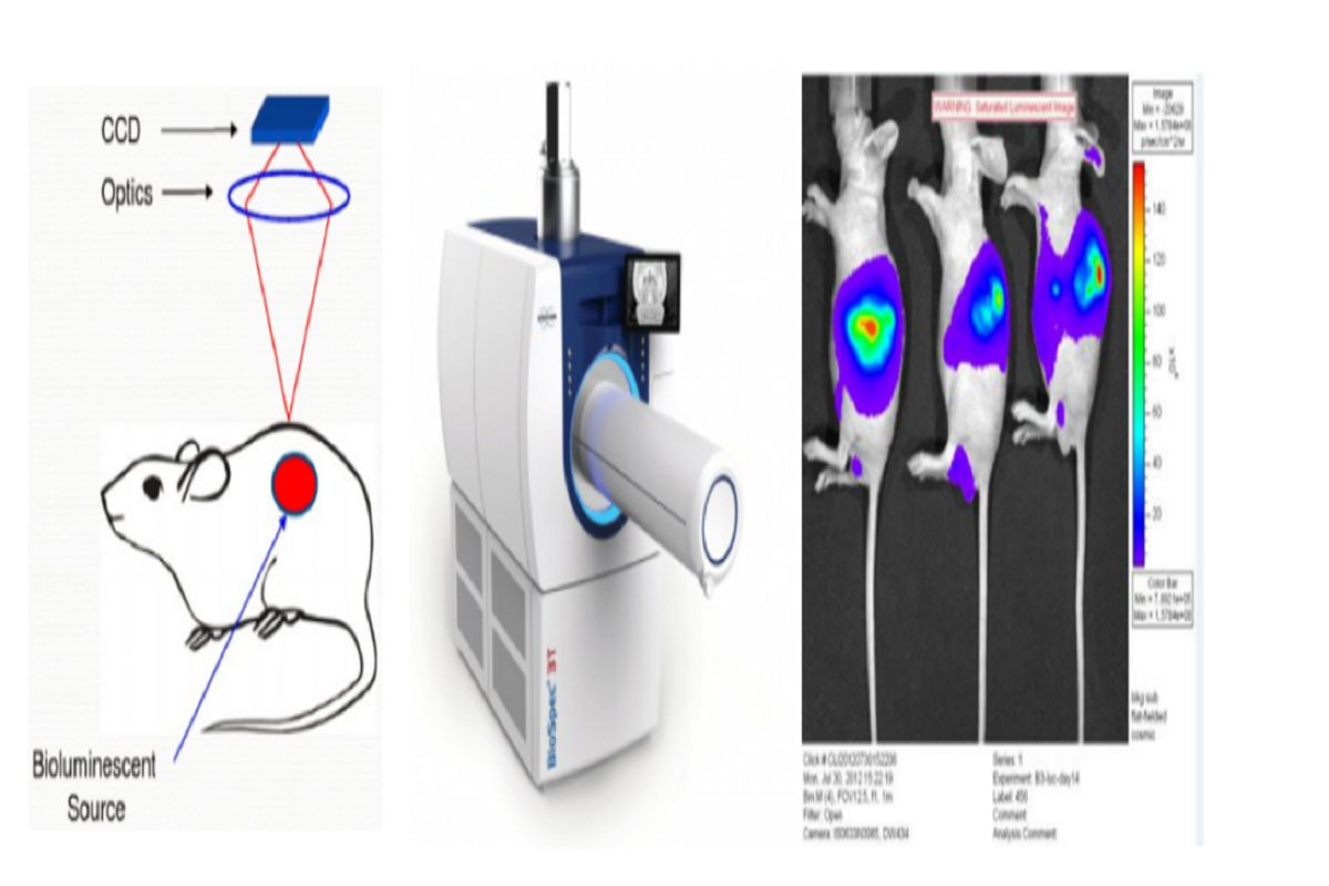 Bioluminescence Imaging: A Powerful Tool for Real-Time, In Vivo Research