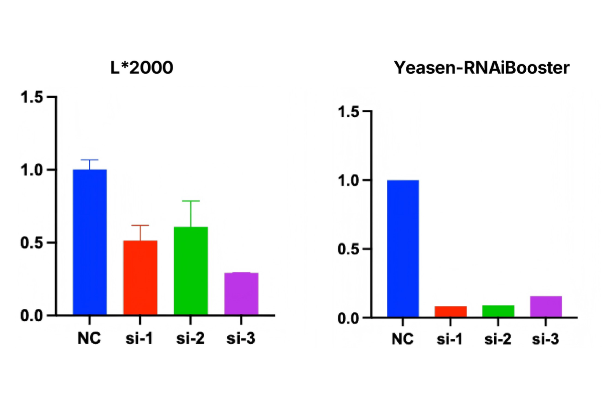 Cell Transfection | HK-2 (Human renal proximal tubular epithelial cell) Cells Transfection – siRNA