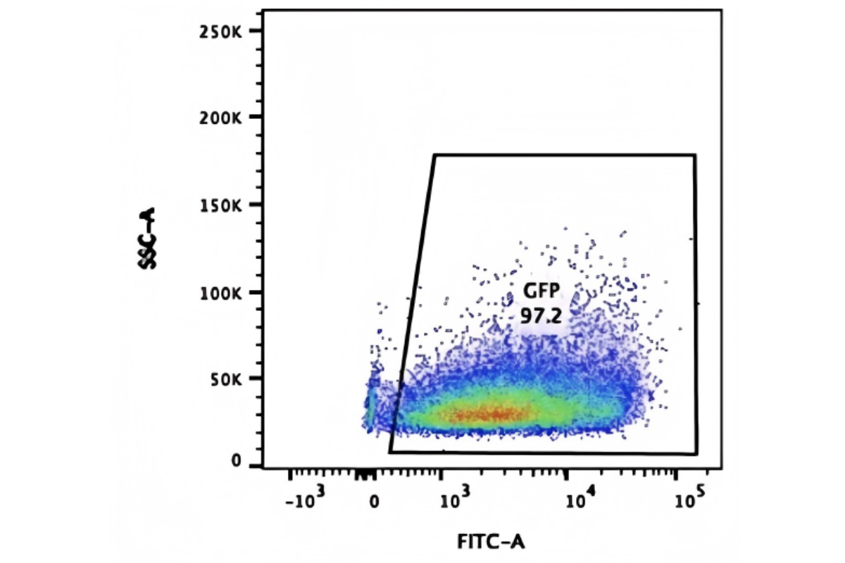 Cell Transfection | Transfection of K562 (human chronic myeloid leukemia cells )-DNA