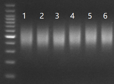 DNA Library Prep | Plant Breeding Samples (Rice, Wheat, Soybean, Corn, Sugarcane) | WGS