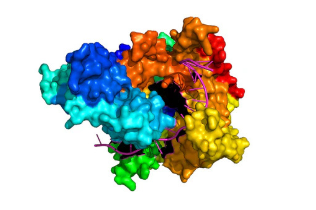 Fidelity Assessment of T7 RNA Polymerase for mRNA Therapeutics