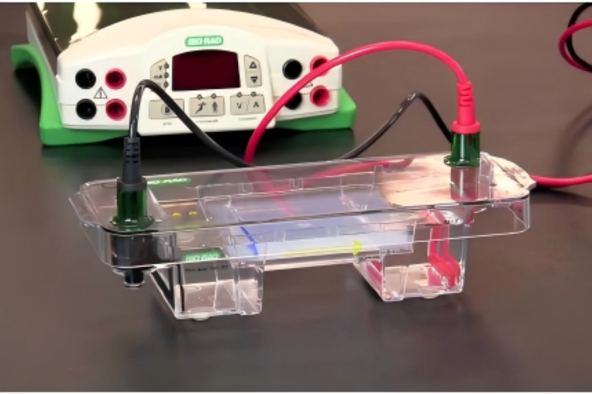 Troubleshooting Nucleic Acid Gel Electrophoresis—Solved in One Go!