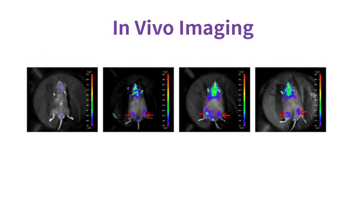In vivo imaging "detection" technology makes "undercover" cells nowhere to hide