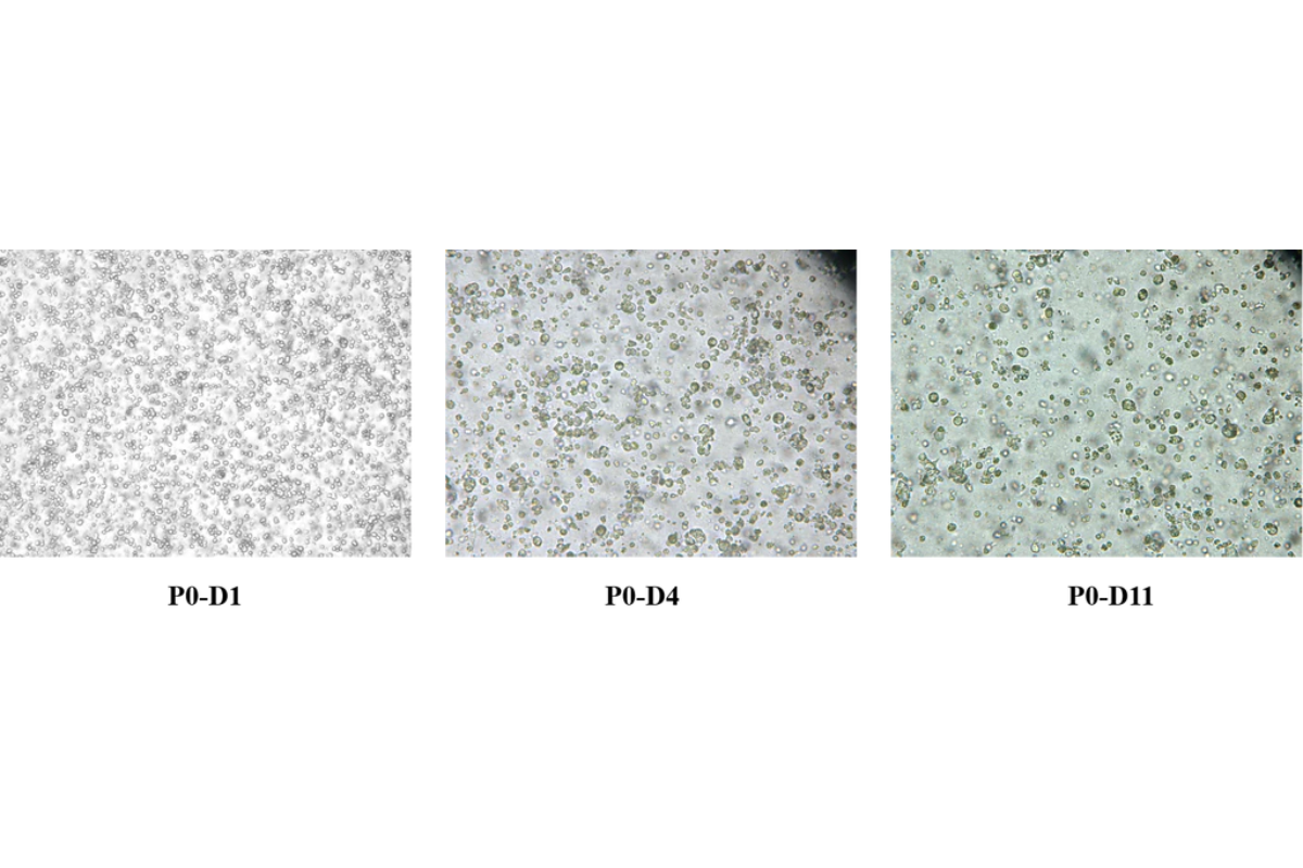 A Complete Guide to Standardized Organoid Passaging
