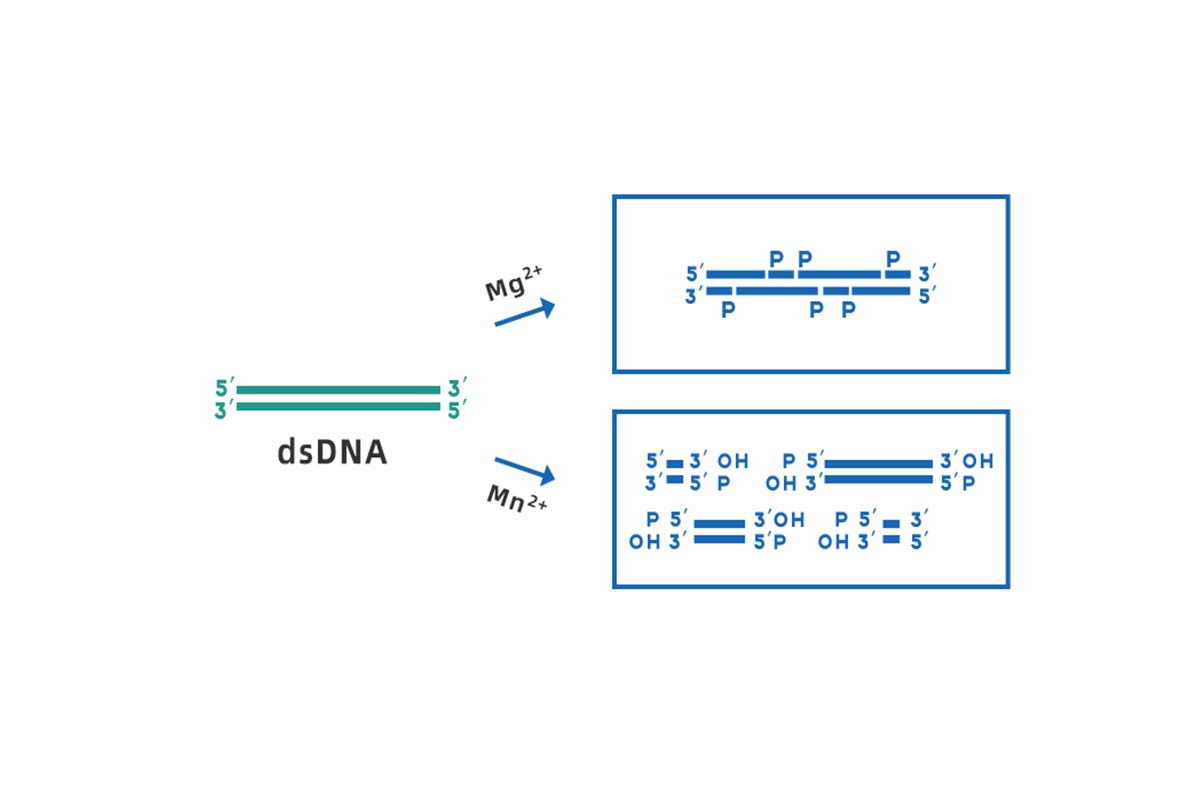 DNase I Demystified | How to break through the bottleneck of traditional technology by expressing DNase I in yeast