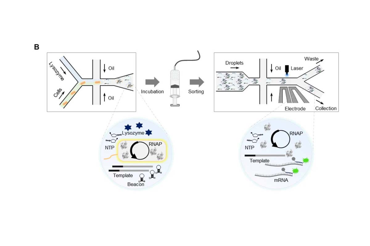 Development of T7 RNA polymerase (low dsRNA) with lower terminal transferase and RDRP activities through FADS and semi-rational design.