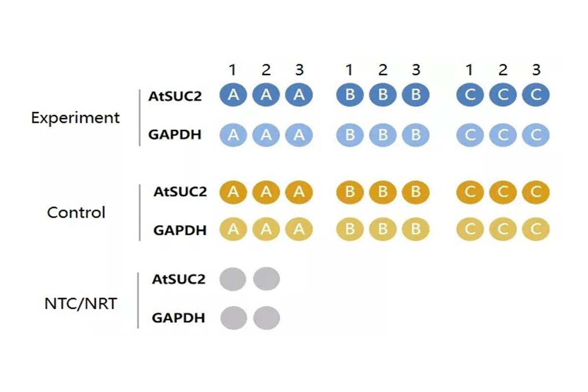 Simplify the complex! Let me guide you through qPCR data analysis with ease