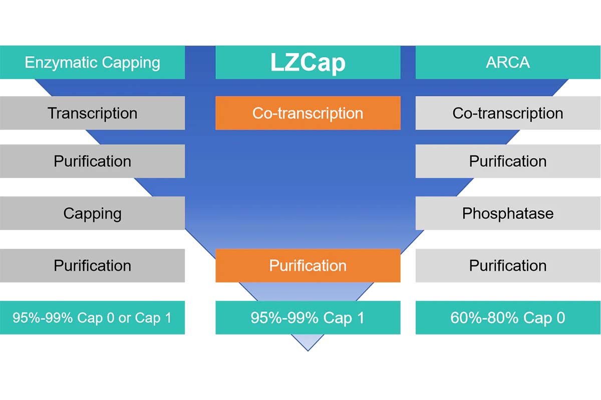 The Evolution and Importance of Cap Structures in mRNA Technology