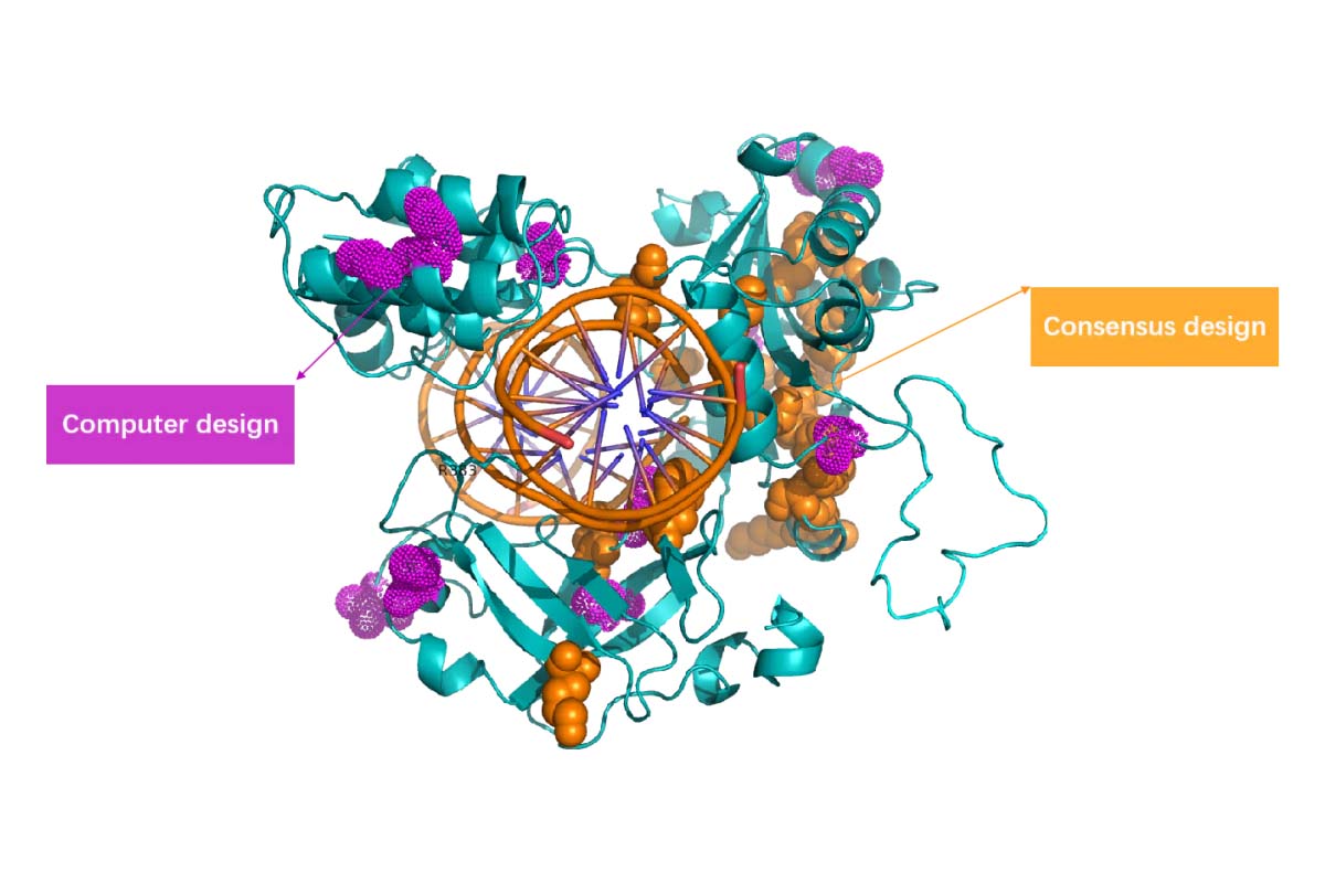 Yeasen and Molefuture developed Thermotolerant, High Fidelity T4 DNA Ligase to Combat False ligation