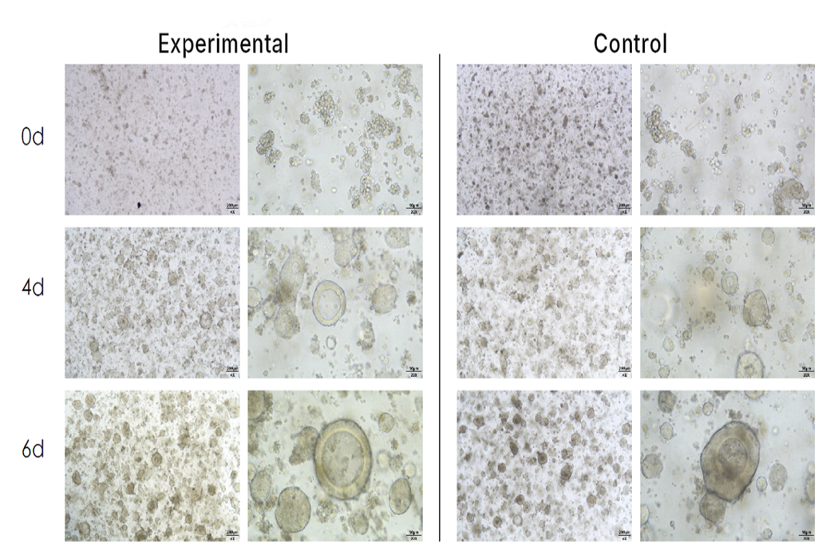 Comprehensive Guide to Matrix Gel for Organoid Culture