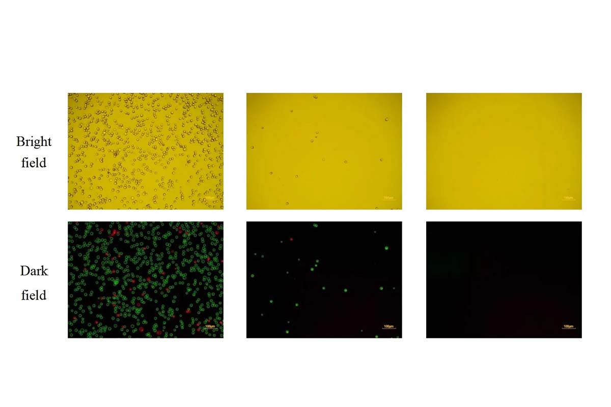 Getting to know Concanavalin A-Coated Magnetic Beads