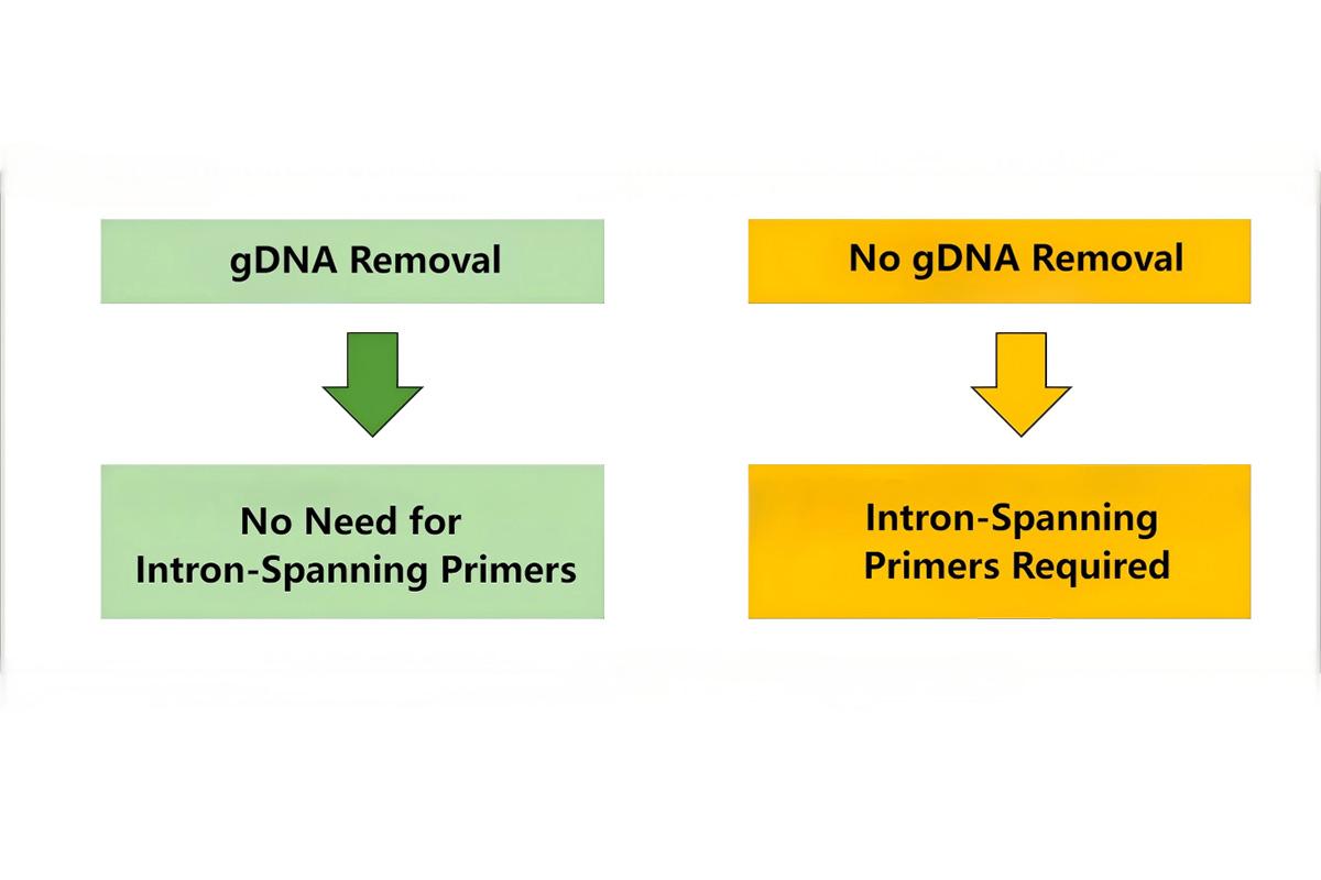 Do qPCR Primers Need to Span Introns?