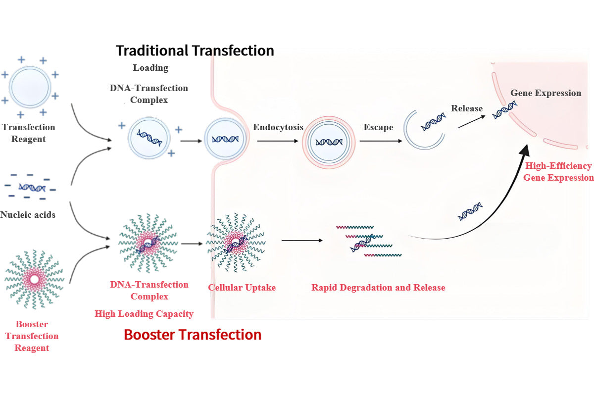 Beyond Liposomes: The Next Generation Booster DNA/RNA Transfection Reagent
