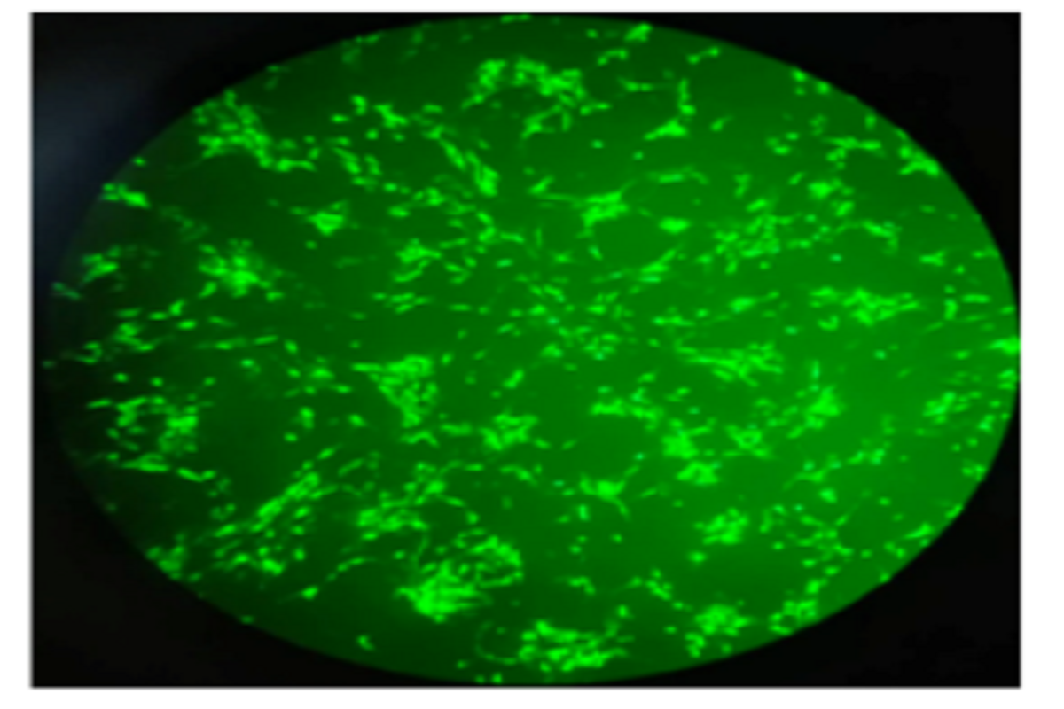 Cell Transfection | MC38 Mouse Colon Cancer Cells Transfection – DNA