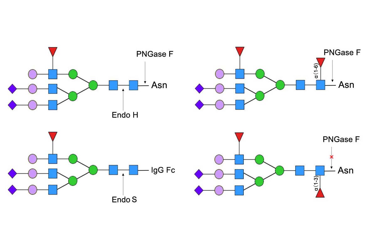 Fast PNGase F, Completing Deglycosylation in Just 10 Minutes