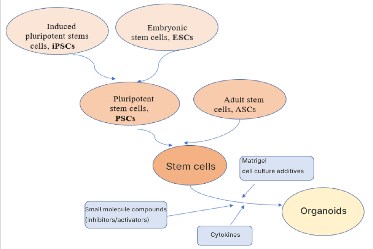 Common Questions in Organoid Culture