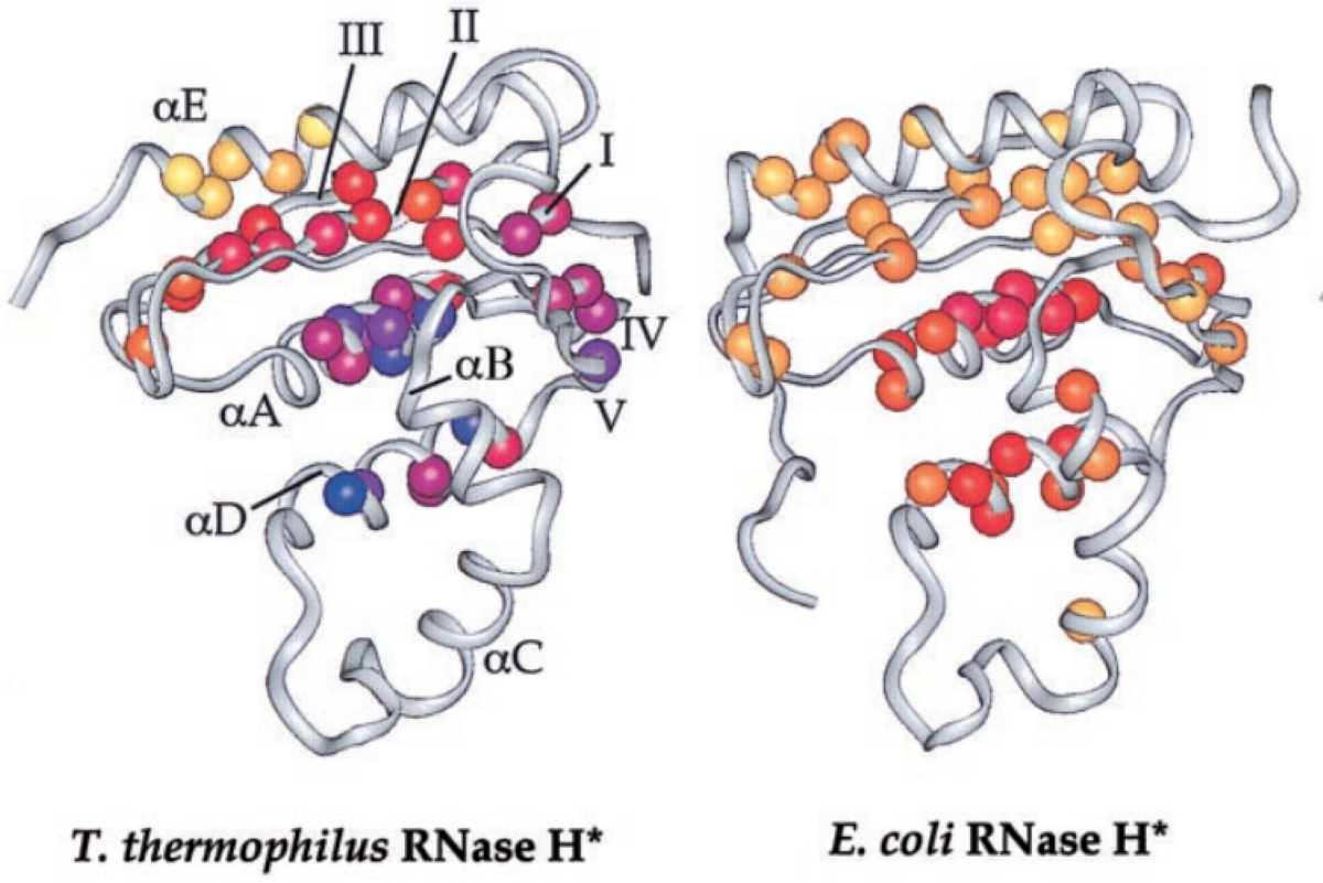 Ultra-Clean UCF.ME™ Thermostable RNase H: Precise Cutting for More Efficient Experiments!