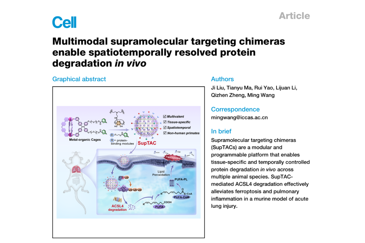 SupTAC⁺ Chimeras: A New Strategy for Spatiotemporally Controlled Protein Degradation In Vivo