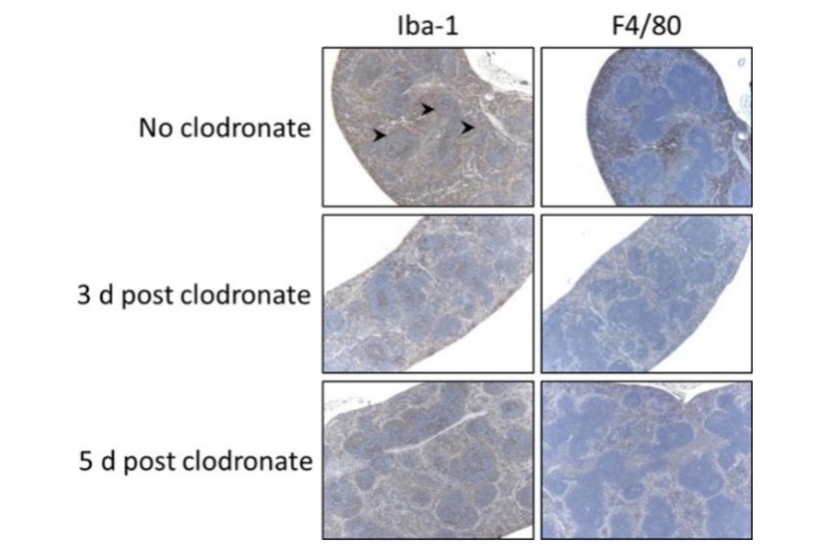 Clodronate Liposomes | Lesson 8: Applications in Splenic Macrophage Depletion