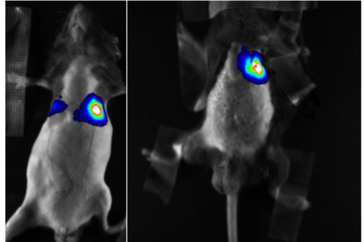 Subcutaneous Tumorigenesis Case Study: LLC Lung Cancer Xenograft Model