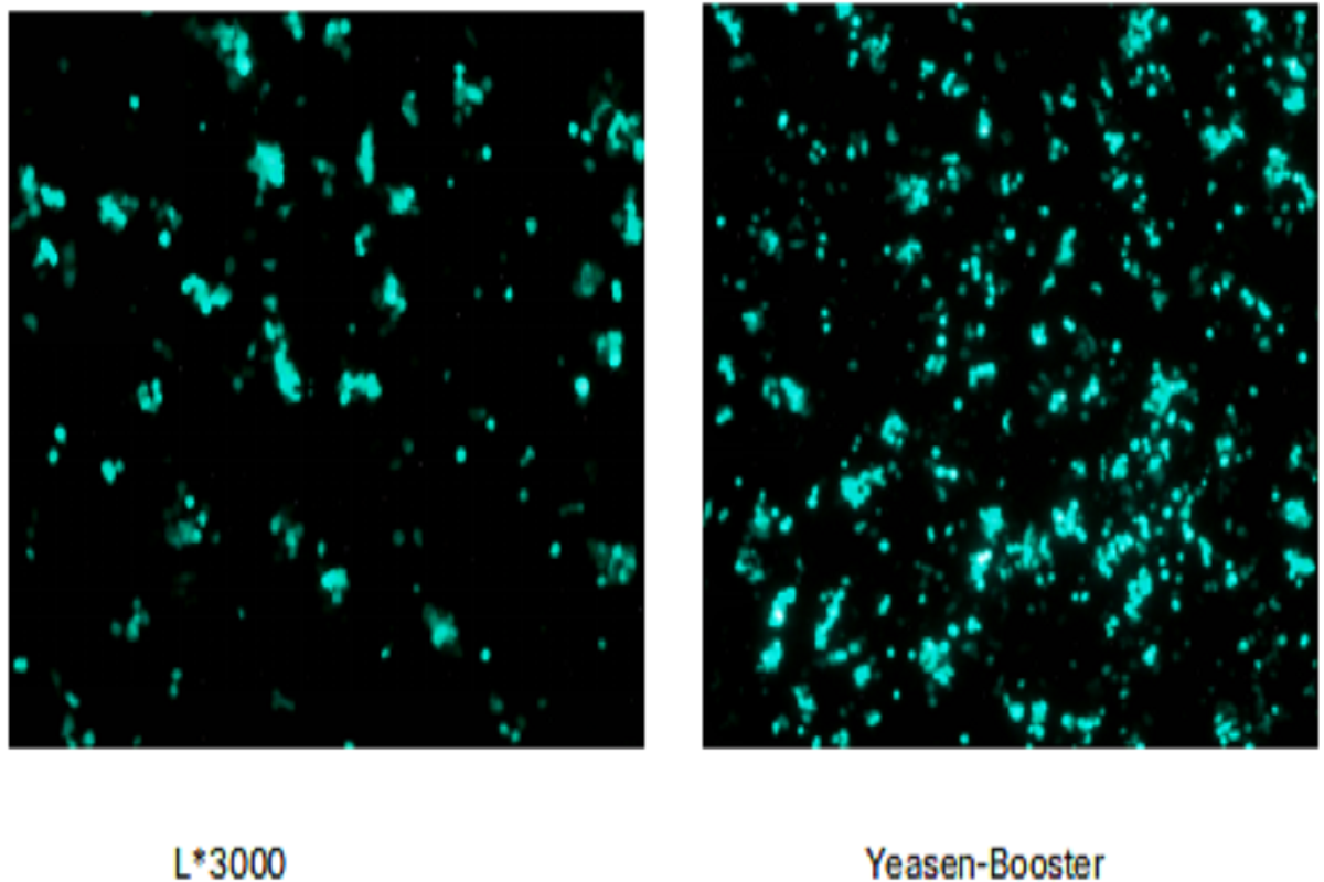 Cell Transfection | A549(Human non-small cell lung carcinoma cells) Transfection – DNA