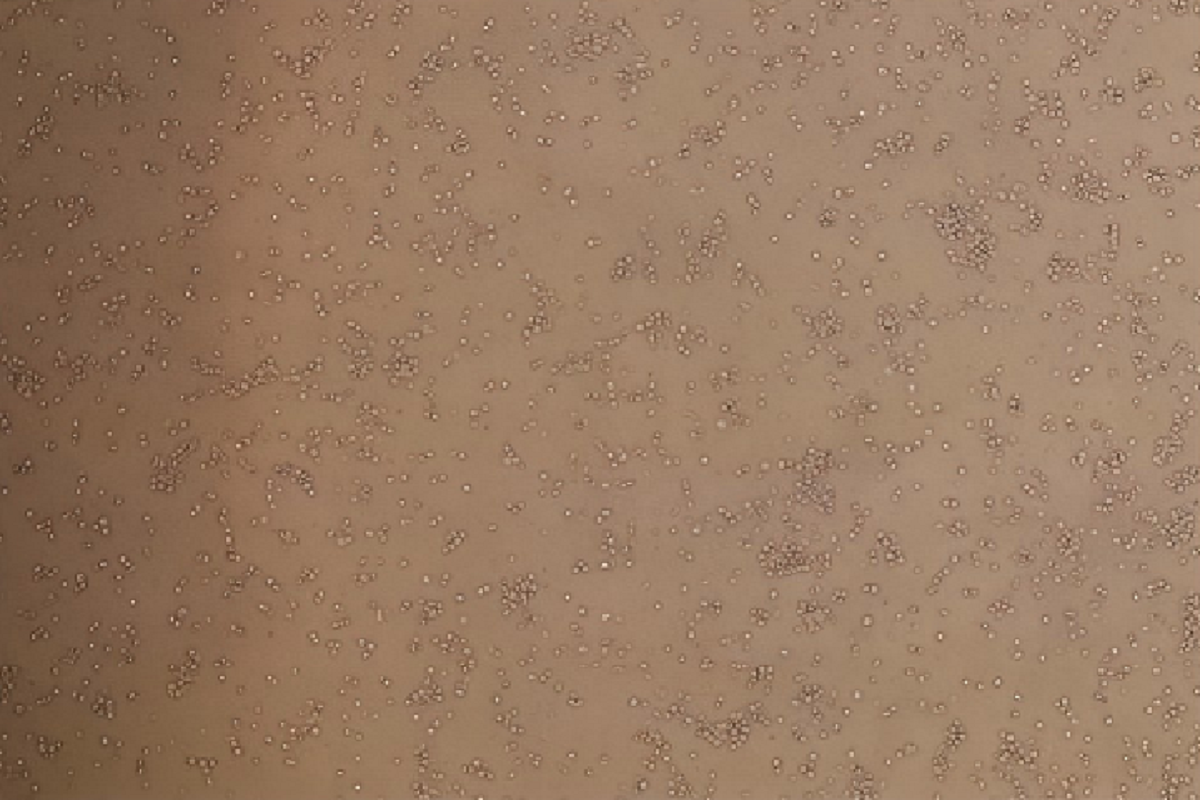 Unlocking the Power of Recombinant Human Fibronectin in CAR-T Cell Manufacturing