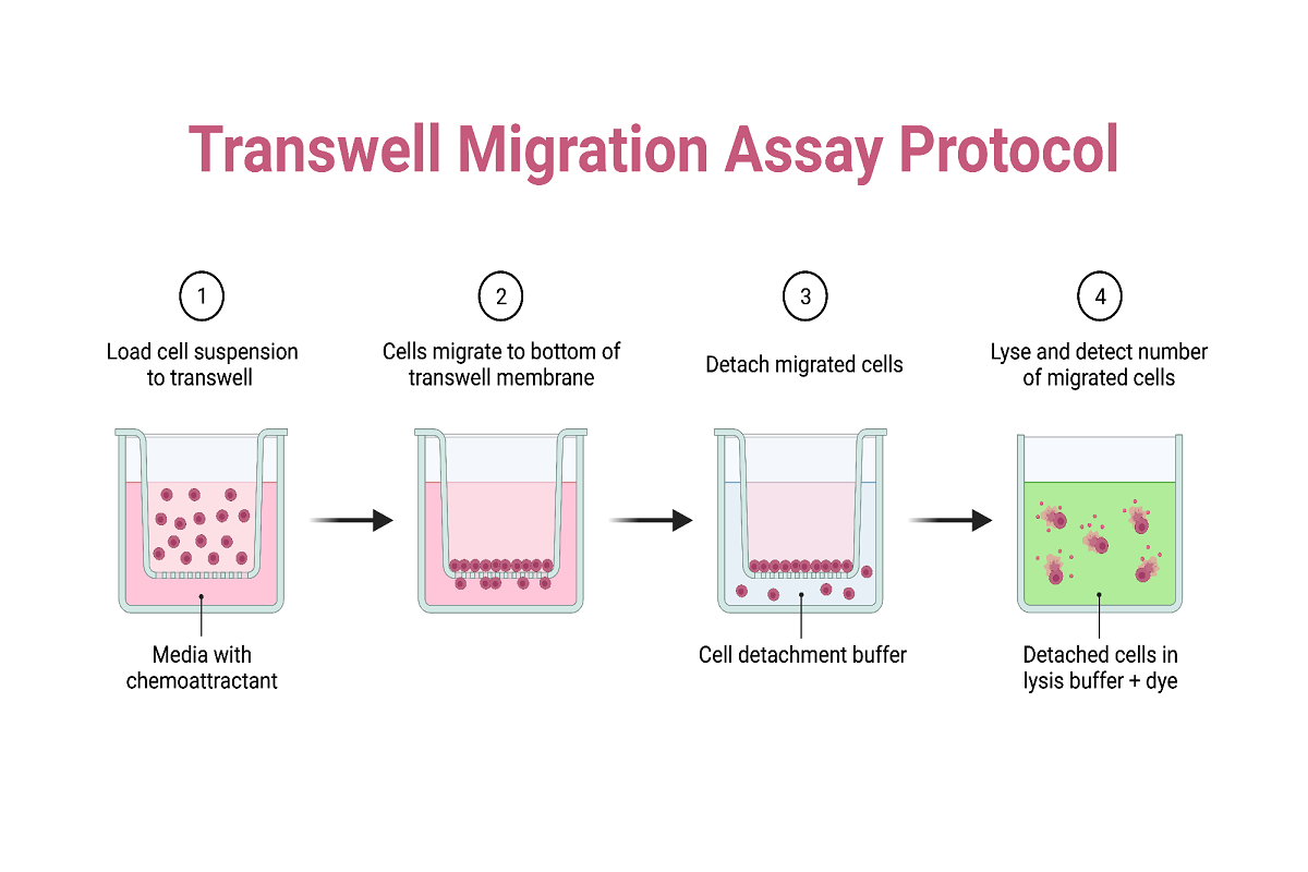 Revisiting Technical Challenges in Tumor Cell Invasion and Migration Assays: Causes and Optimization Strategies