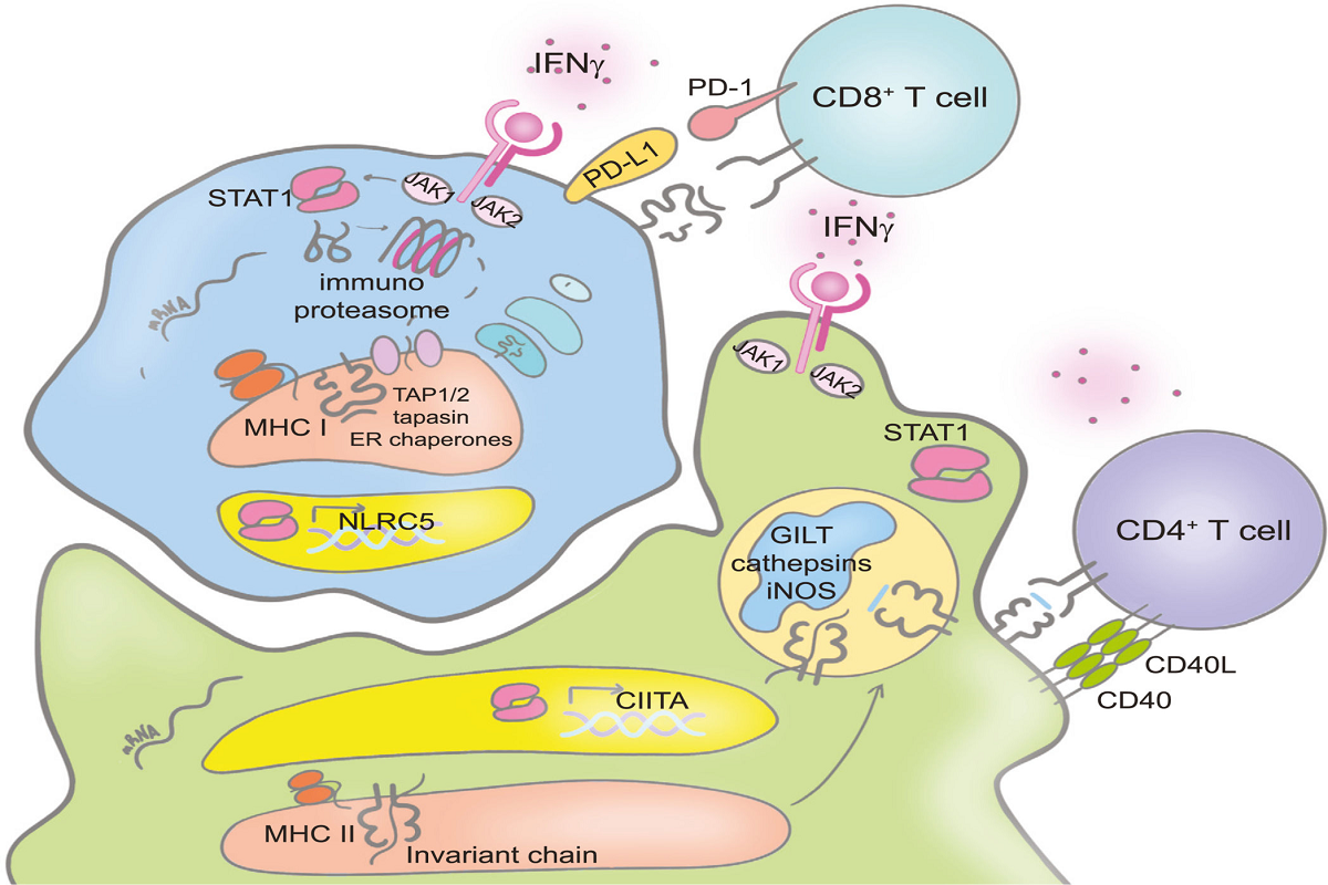 The Dual Role of Interferon: From Immune Defense to Mediator of Inflammatory Storm