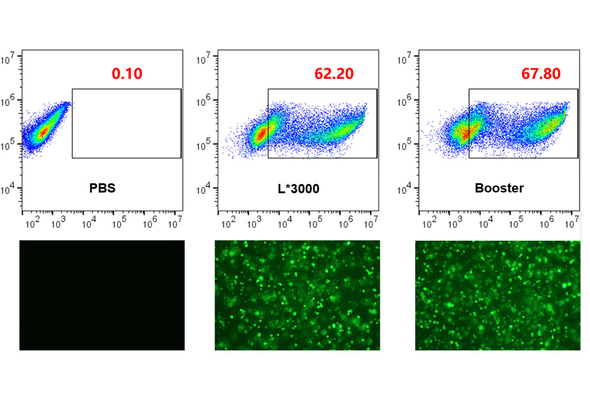 Protocol for Transfection of Primary Bone Marrow-Derived Macrophages (BMDMs)