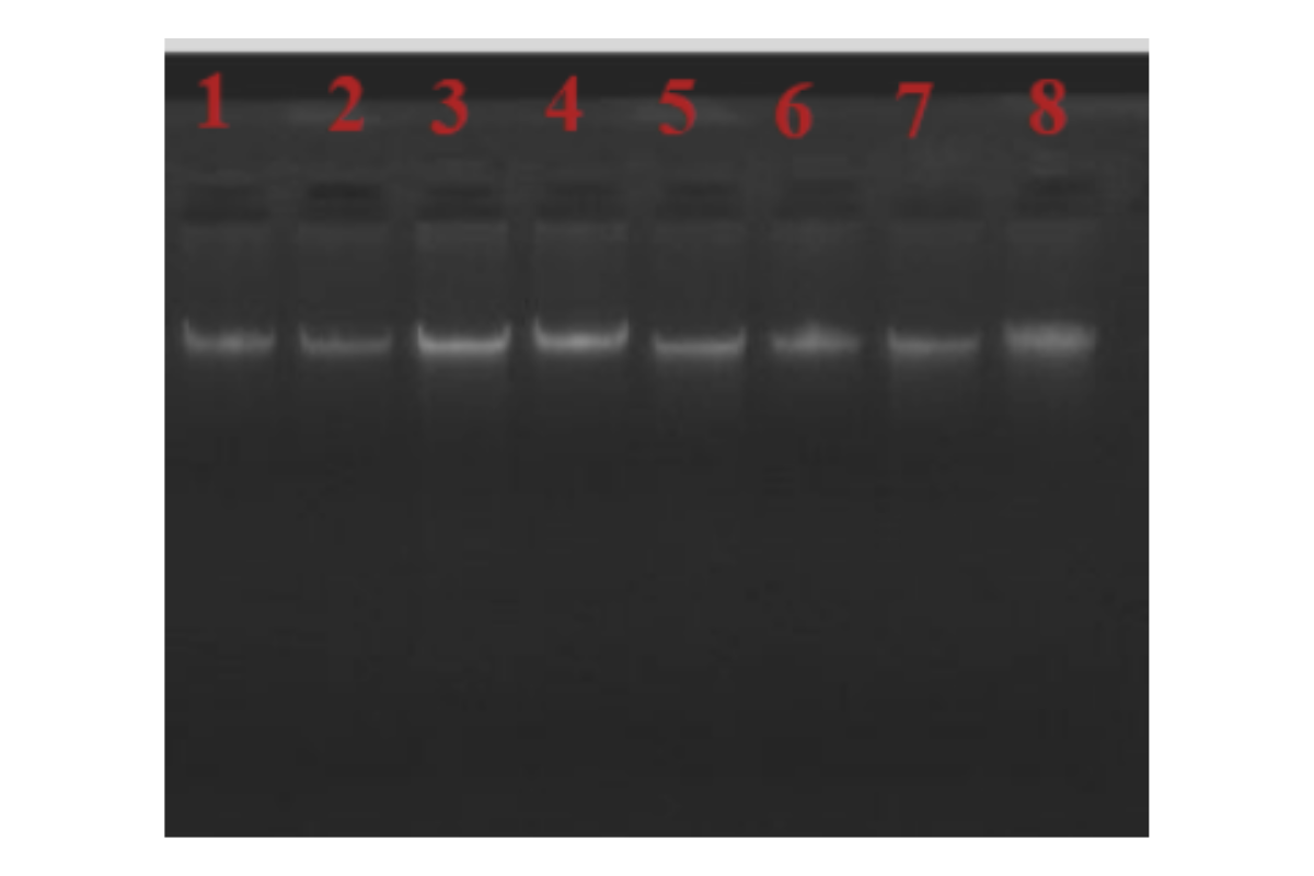 Column-Based DNA Extraction|Animal Tissue -Mouse