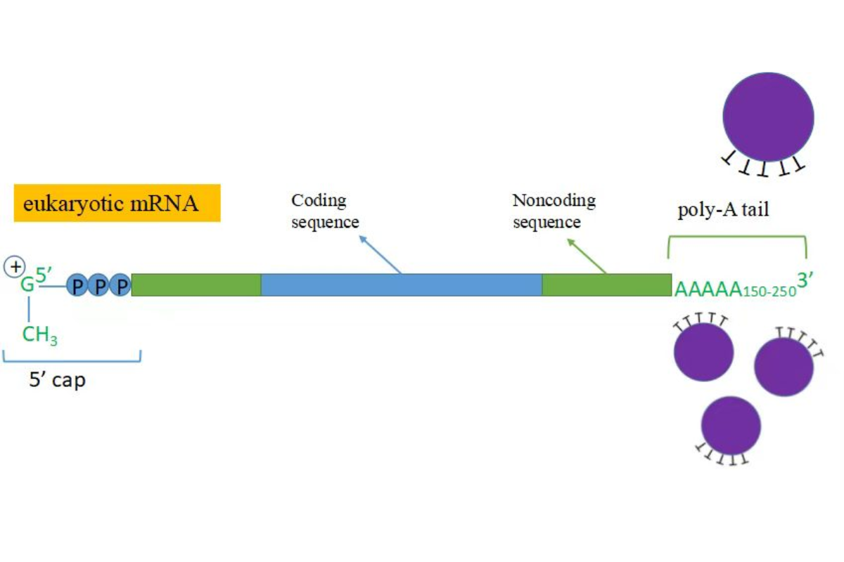 mRNA Library Preparation for RNA-Seq: Unlocking Accurate Gene Expression Insights
