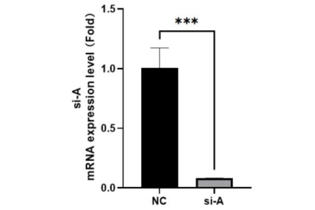 Cell Transfection | LLC (Mouse Lung Carcinoma Cell) Cells Transfection – siRNA