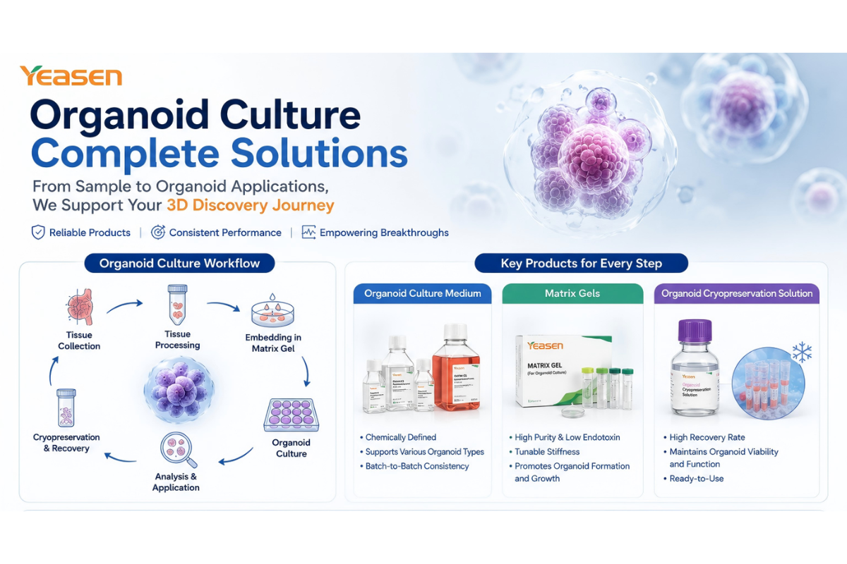 Comprehensive Guide to Matrix Gel for Organoid Culture