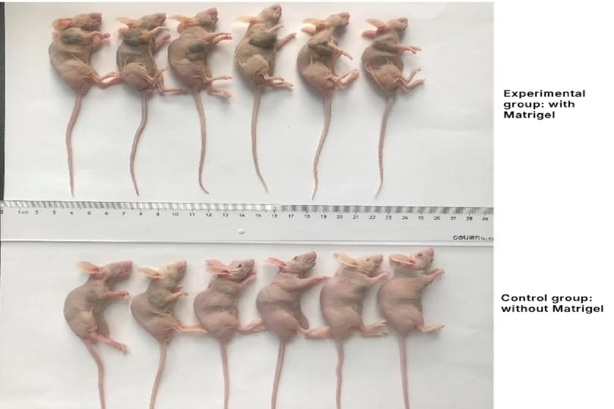 Versatile Applications of Matrix Gels: In Vivo Tumor Formation