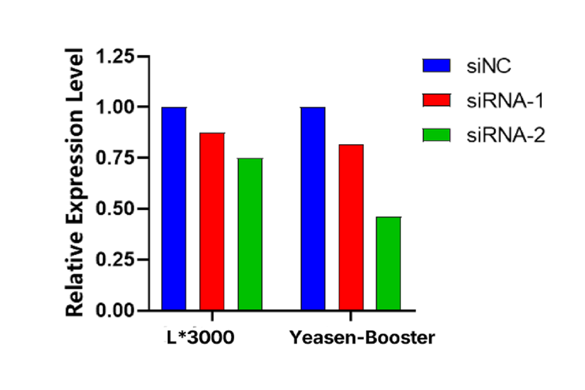 Cell Transfection | MC3T3-E1 Mouse Embryonic Osteoblast Precursor Cells Transfection – siRNA