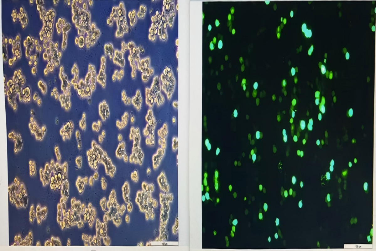 Cell Transfection | RAW264.7 Mouse Monocyte-Macrophage Cells – DNA