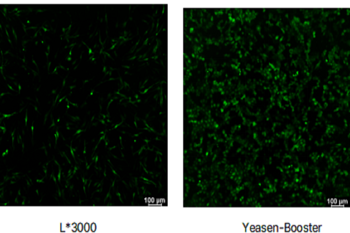 Cell Transfection | Mandarin fish (Siniperca chuatsi) cells Transfection – DNA + mRNA Co-transfection