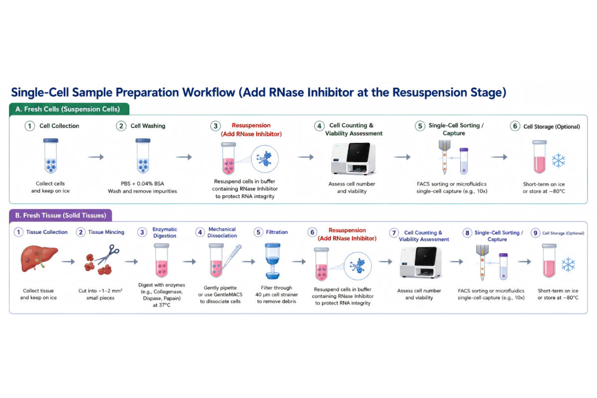 The Invisible Guardian of Single-Cell Sequencing: Why Your RNase Inhibitor Choice Matters