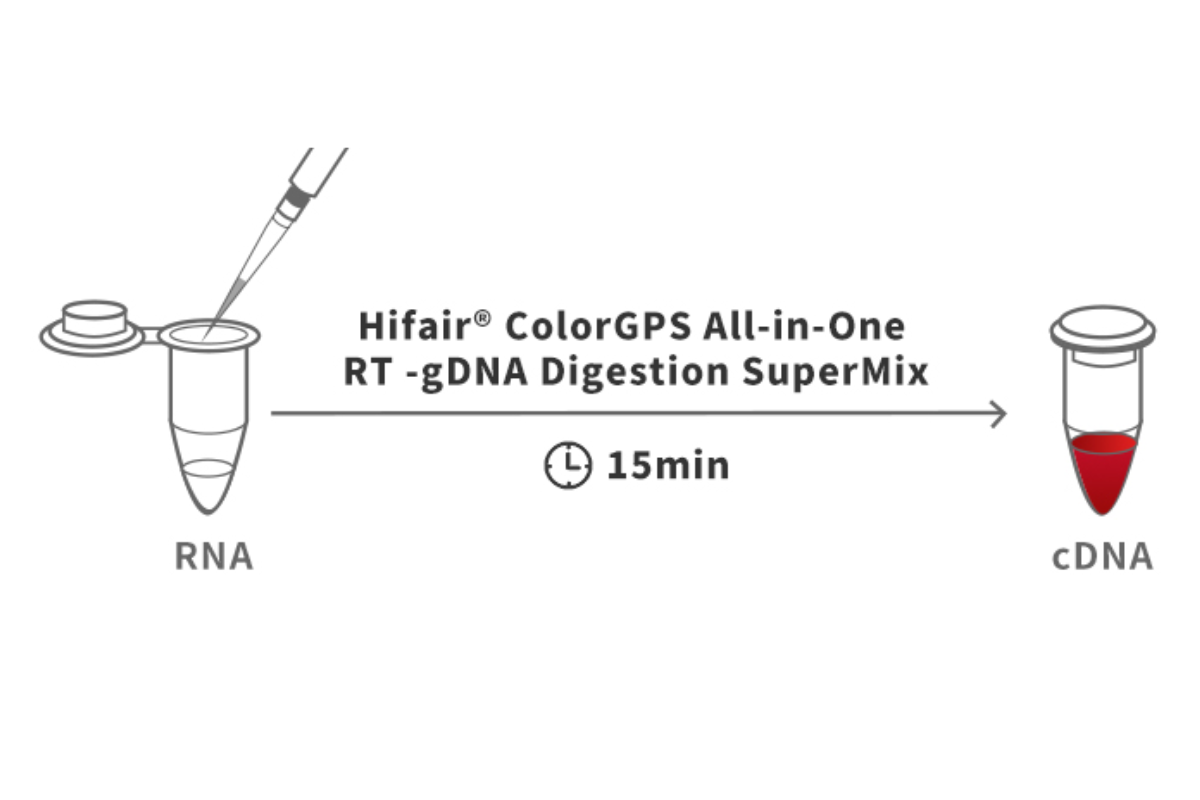 Visible Reverse Transcription, Simplified: Meet the New Hifair™ ColorGPS One-Tube RT Kit