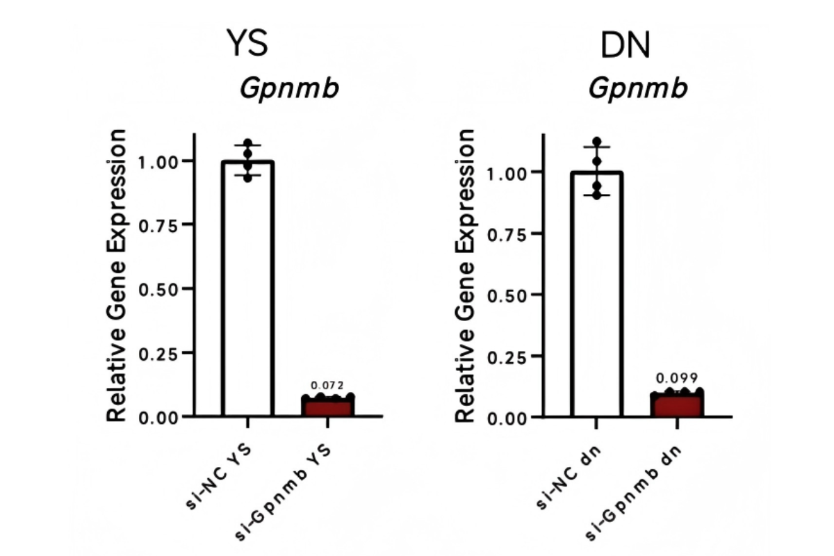 Cell Transfection | BMDM (Primary bone marrow-derived macrophages) Cells Transfection – siRNA