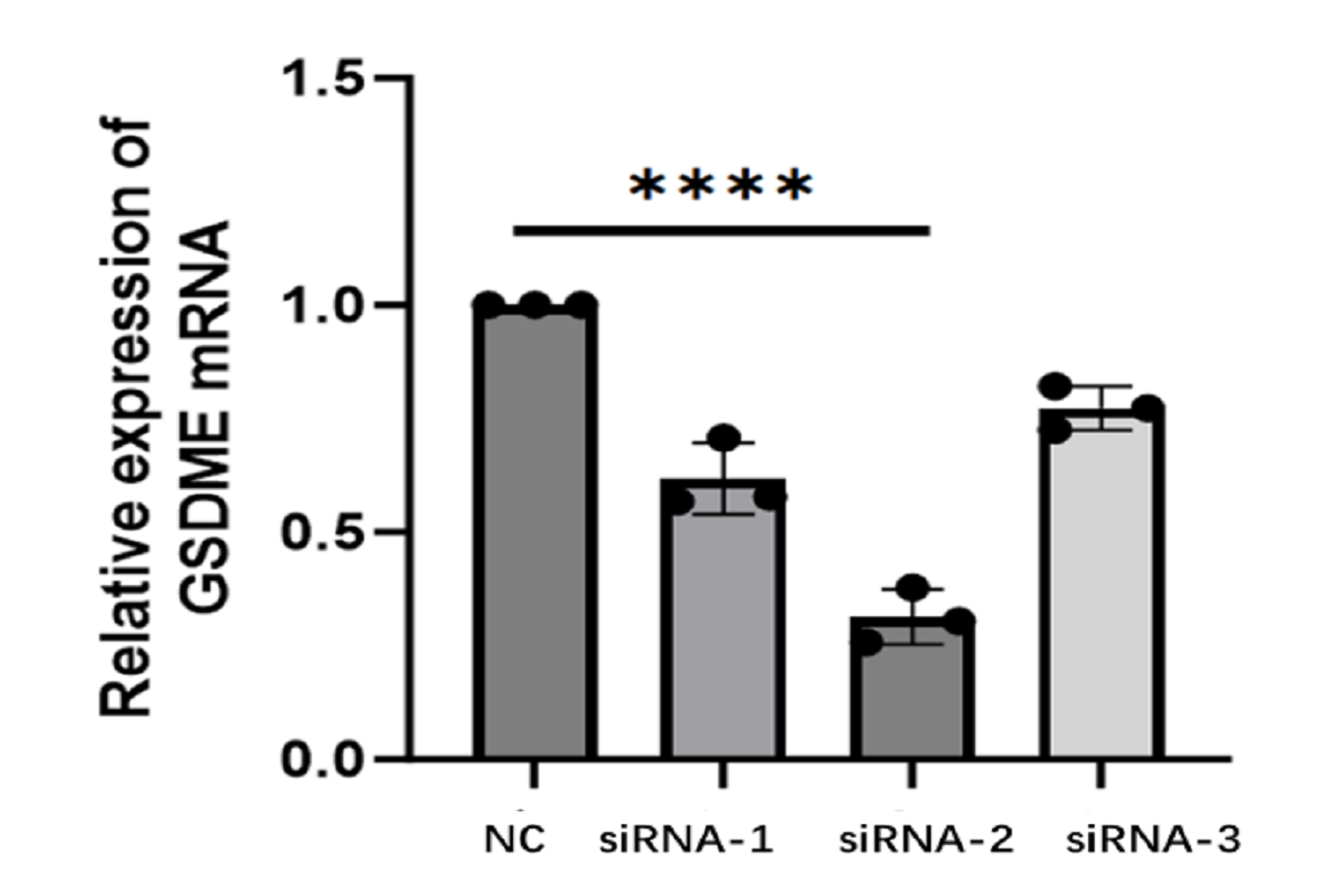 Cell Transfection | RAW264.7(Mouse Macrophage Cells) Transfection – siRNA