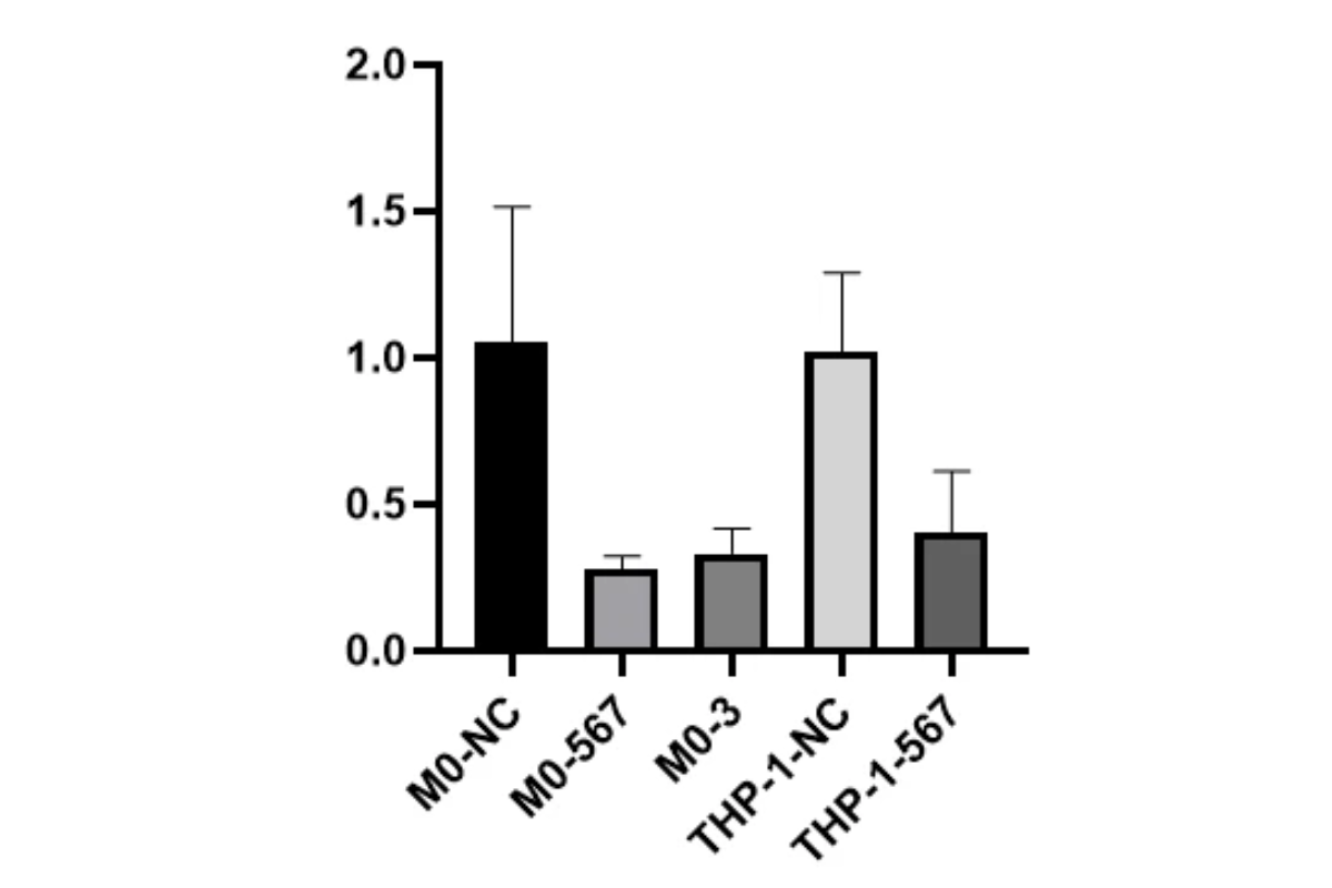 Cell Transfection | THP-1 (Human monocytic leukemia cell) Cells Transfection – siRNA