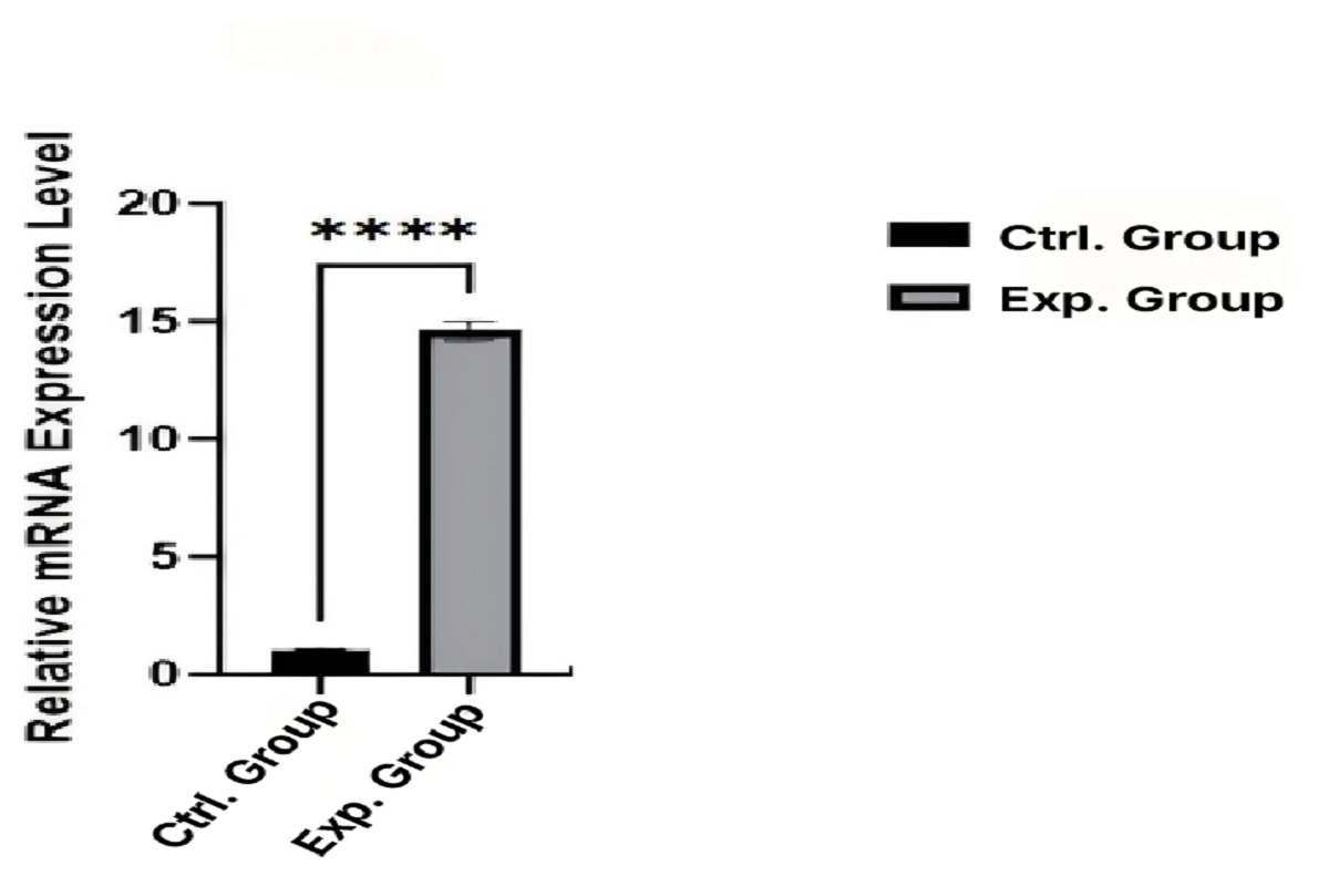 Cell Transfection | Transfection of HCT-116 (Human Colorectal Carcinoma Cells)-DNA