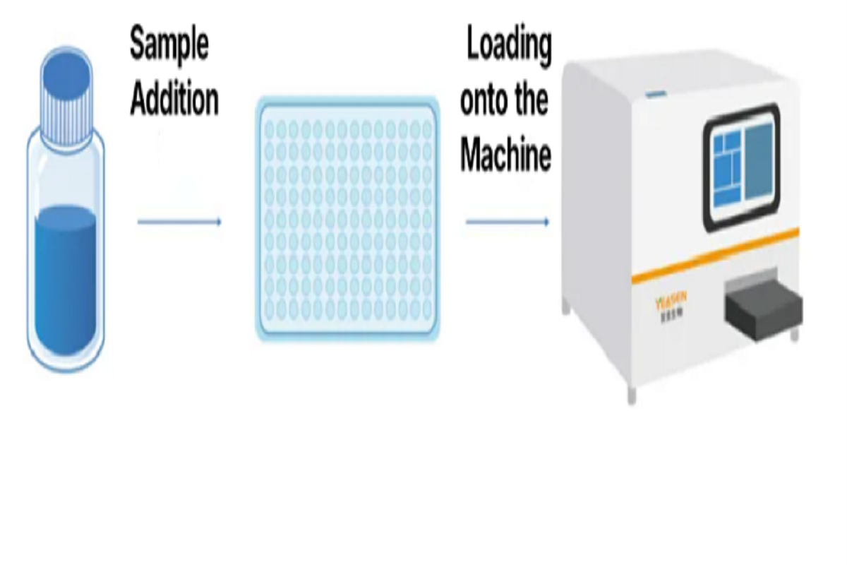 Empowering Precision Drug Discovery with ICH-Validated Luciferase Reporter Gene Assays