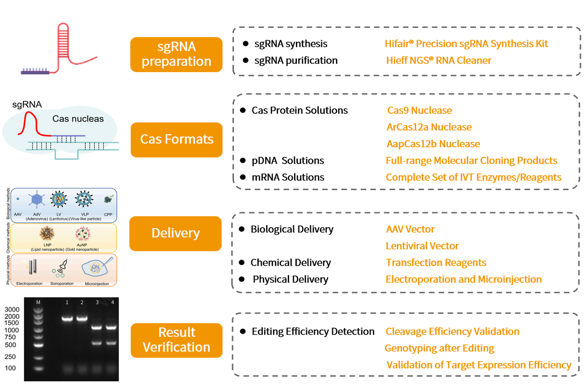 CRISPR Gene Editing Product Selection Guide