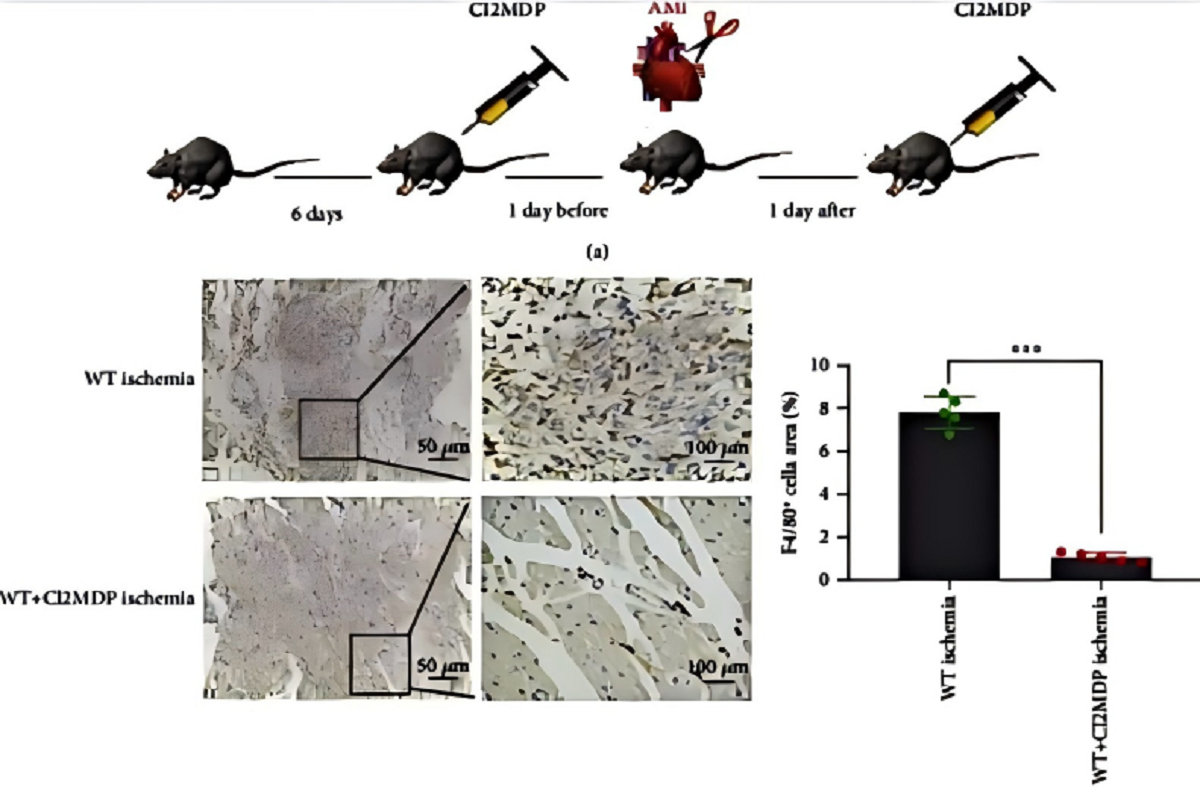 Clodronate Liposomes | Lesson 6: Applications in C57BL/6 Mice