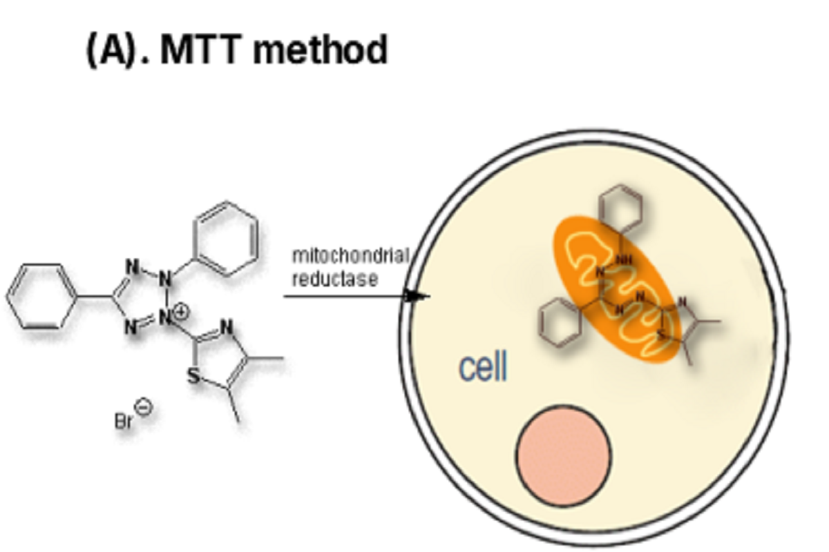 Choosing the Right Cell Proliferation Assay for Your Research