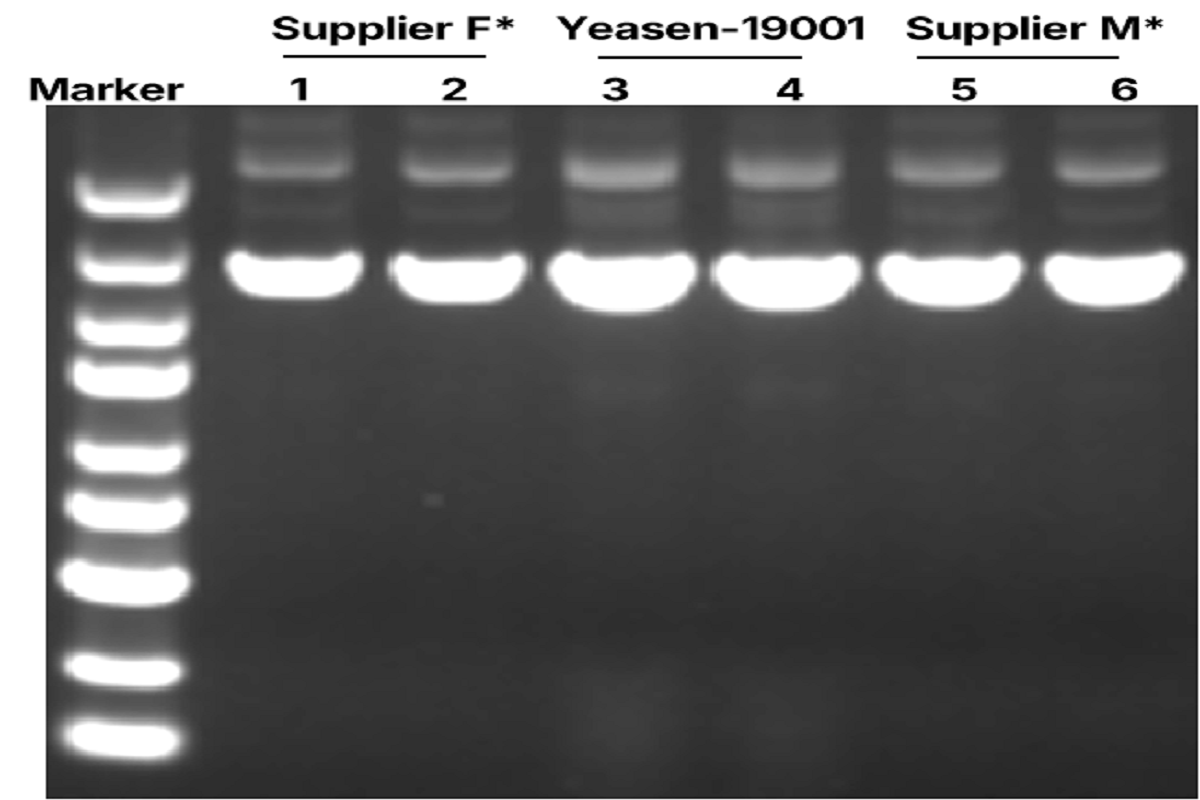 Plasmid Extraction Made Simple: From Mini to Maxi in One Solution — Pure, low-endotoxin plasmid DNA for cloning, transfection, and beyond