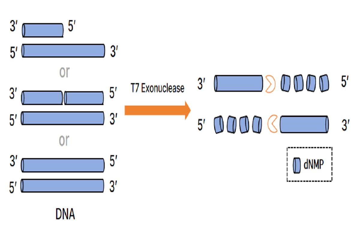 T7 Exonuclease: No terminal restriction, highly efficient digestion of double-stranded/hybridized DNA!