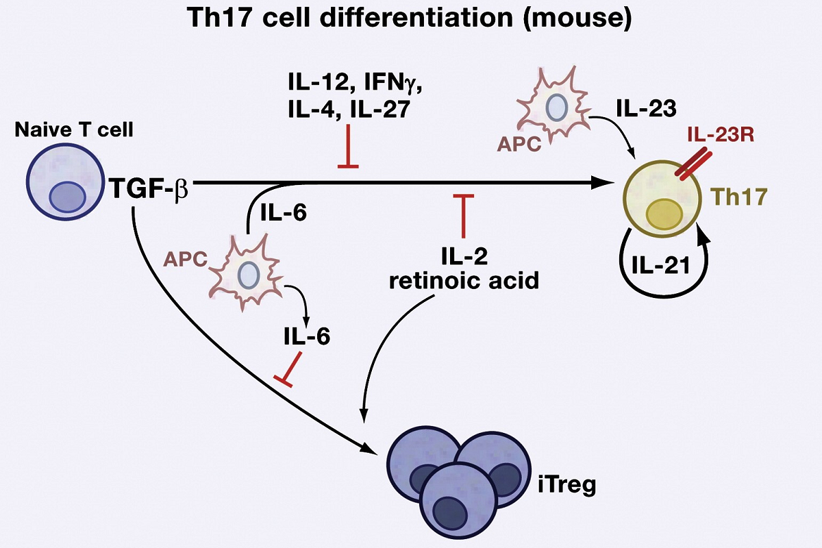 Th17 cell "deforming" guidelines: interesting tips for differentiation experiments that novices can also understand